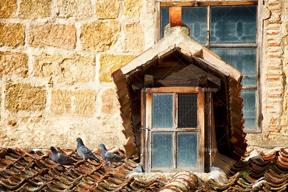 Pingeons on the roof 