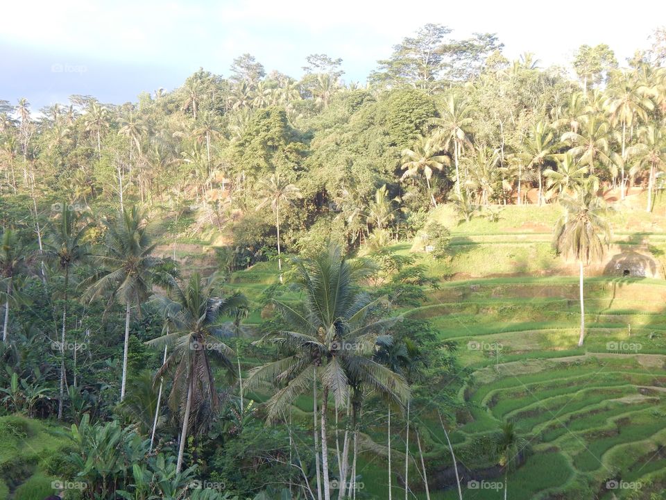 Balinese rices terraces