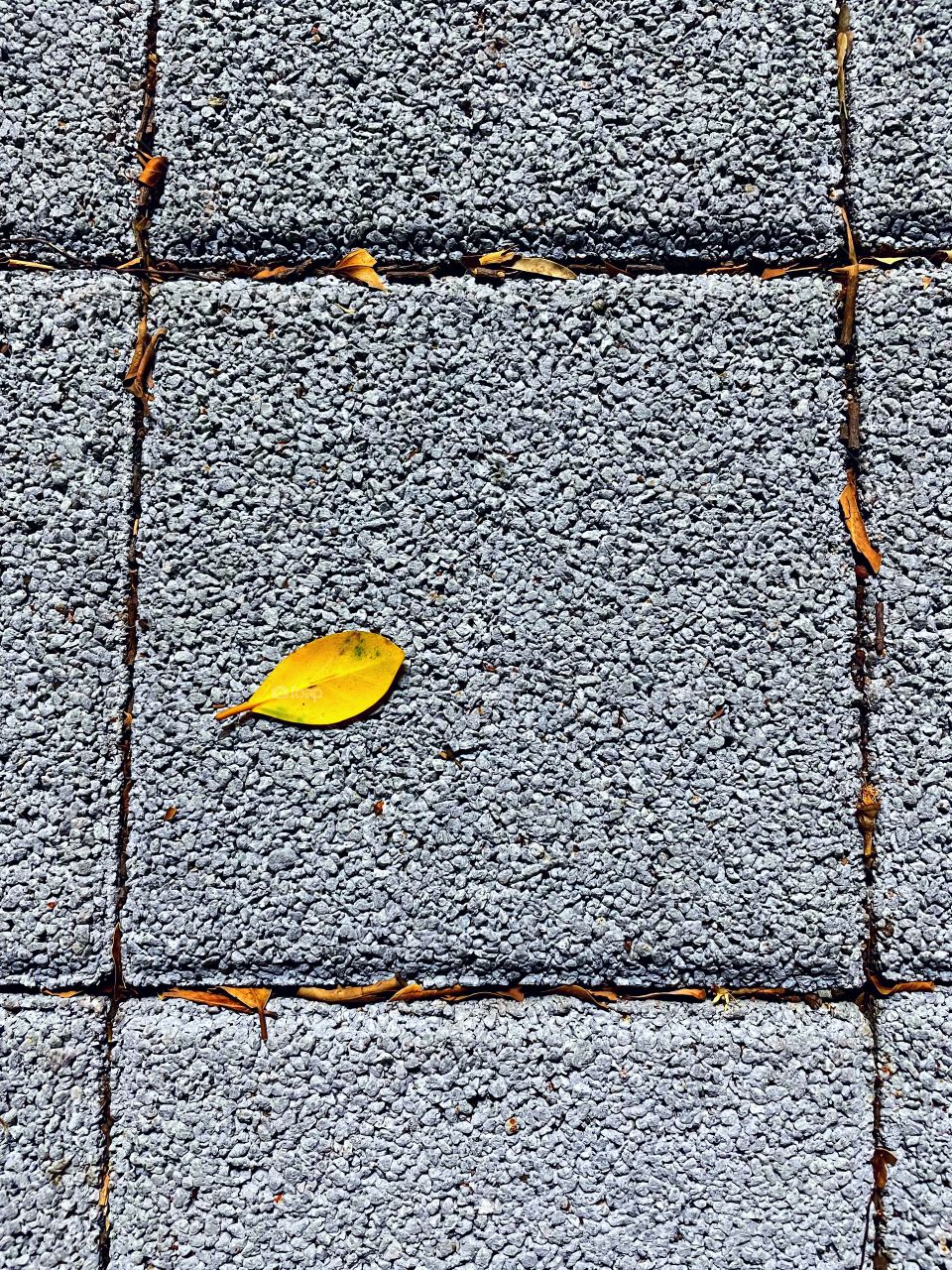 A single fall leaf sits within a square, grey sidewalk cube. There are several smaller fall leaves in the cracks around it. 