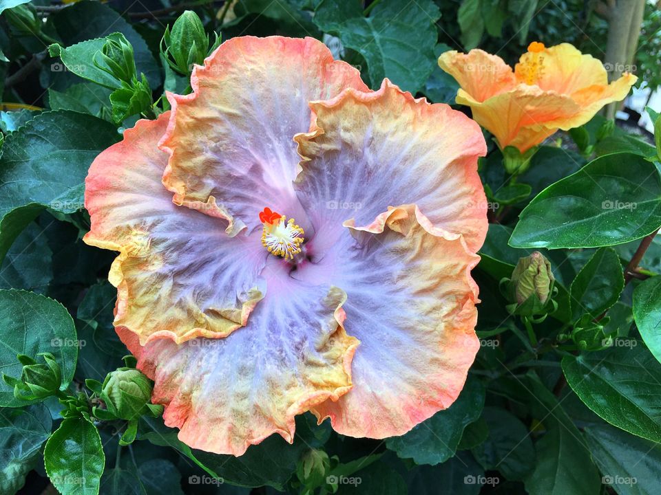 Gardening-Lavender and peach exotic Hibiscus.