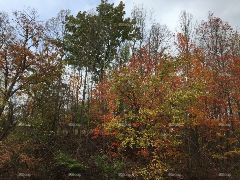 Beautiful fall colors on display 