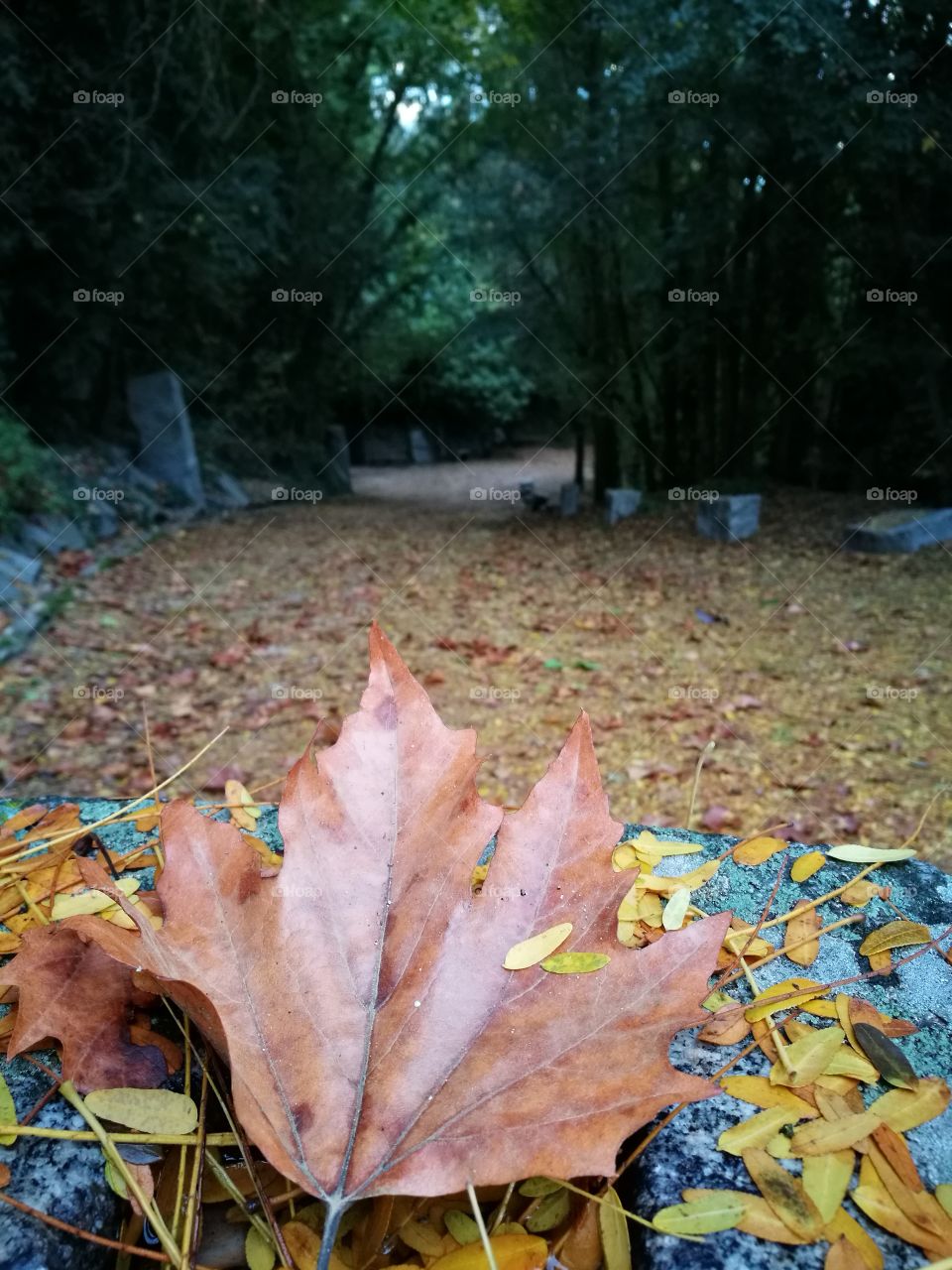 autumm,otoño,colour