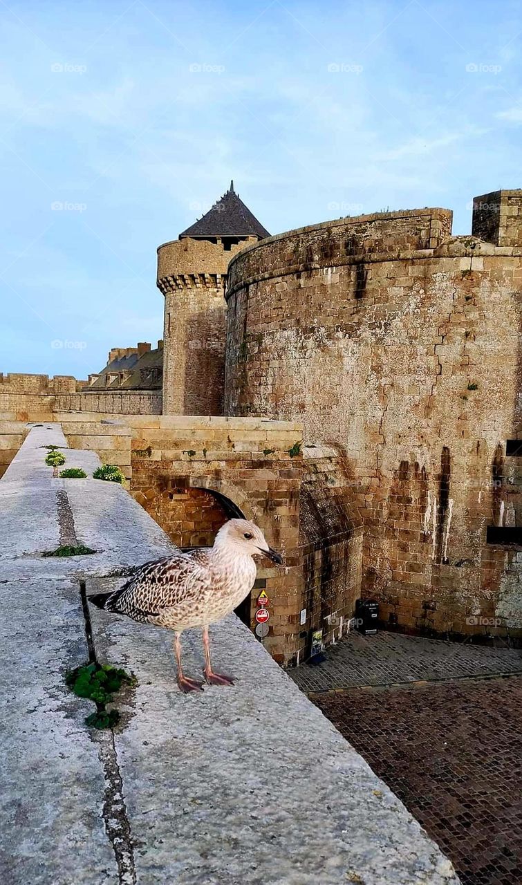 Close up on a Gull on the ramparts of Saint Malo's castle at summer time