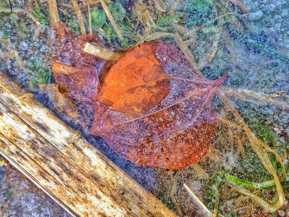 Partially frozen leaf...