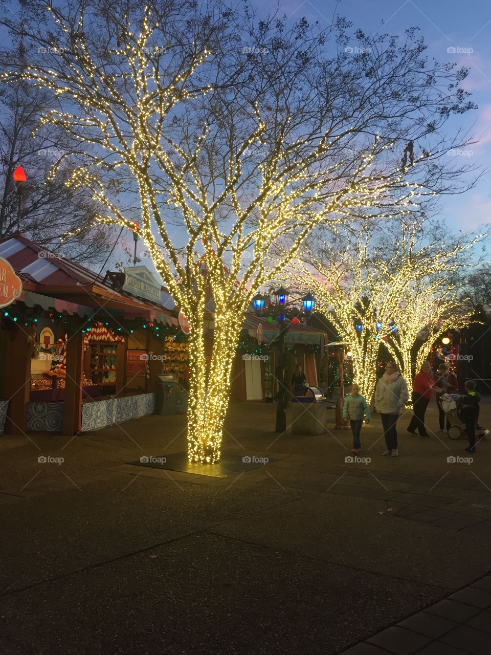 Lights on trees at Busch Gardens 