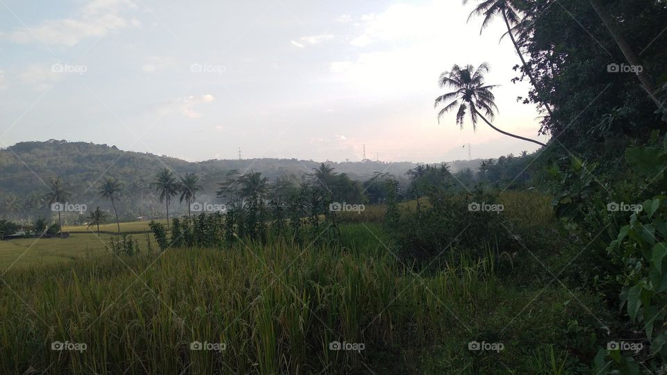 Beautiful view in the afternoon in the rice fields