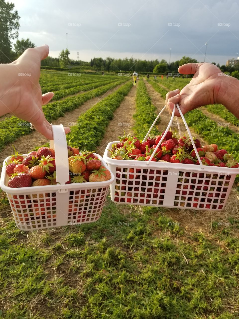 Strawberries picking