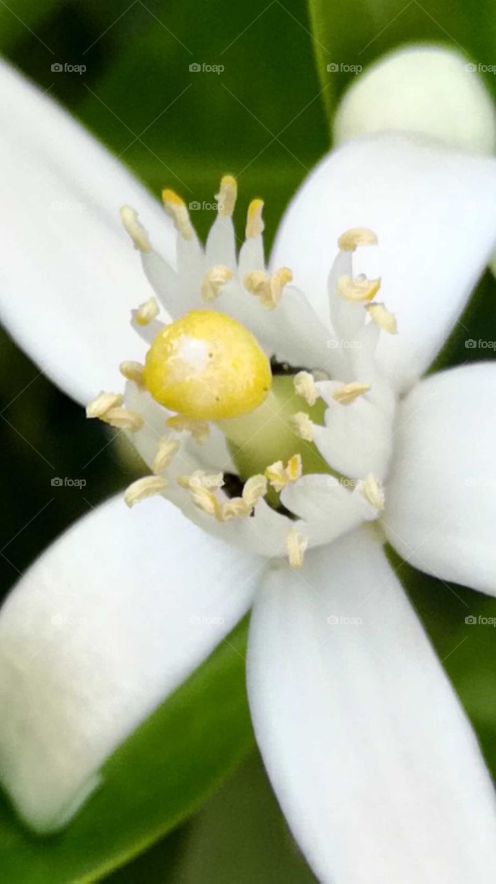 Flor azar blanco