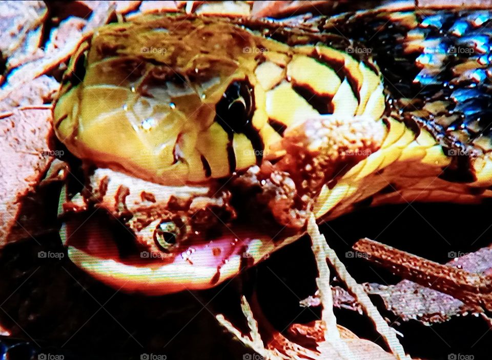 a snake attacks a frog