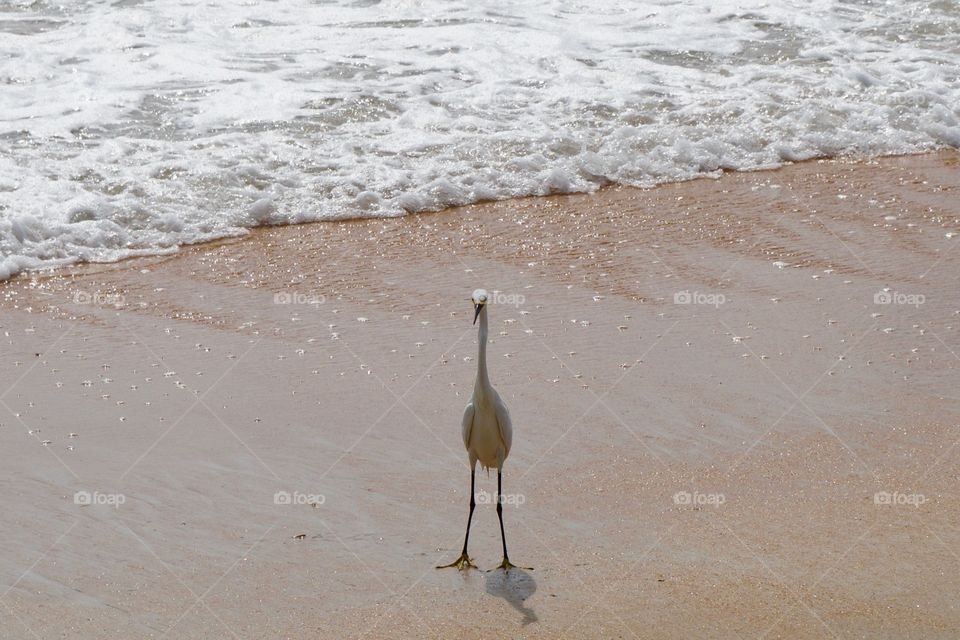 Portrait of bird on beach