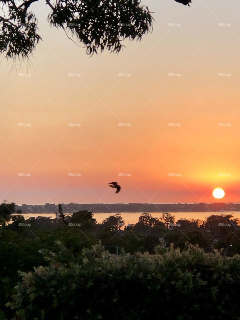 Sunrise over the ocean and lake being surveyed by a flying bird 