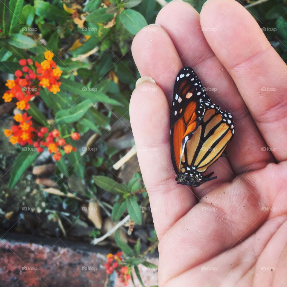 Fragile monarch butterfly lying in woman’s hand above a bright, colorful bush of flowers.