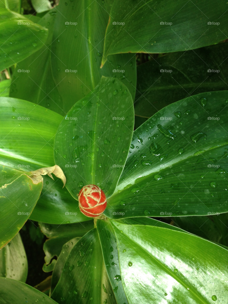 nature flower rainy bloom by pietro