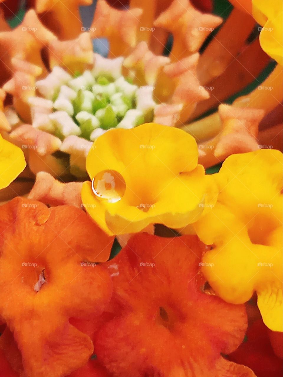 A drop of water on the flower.