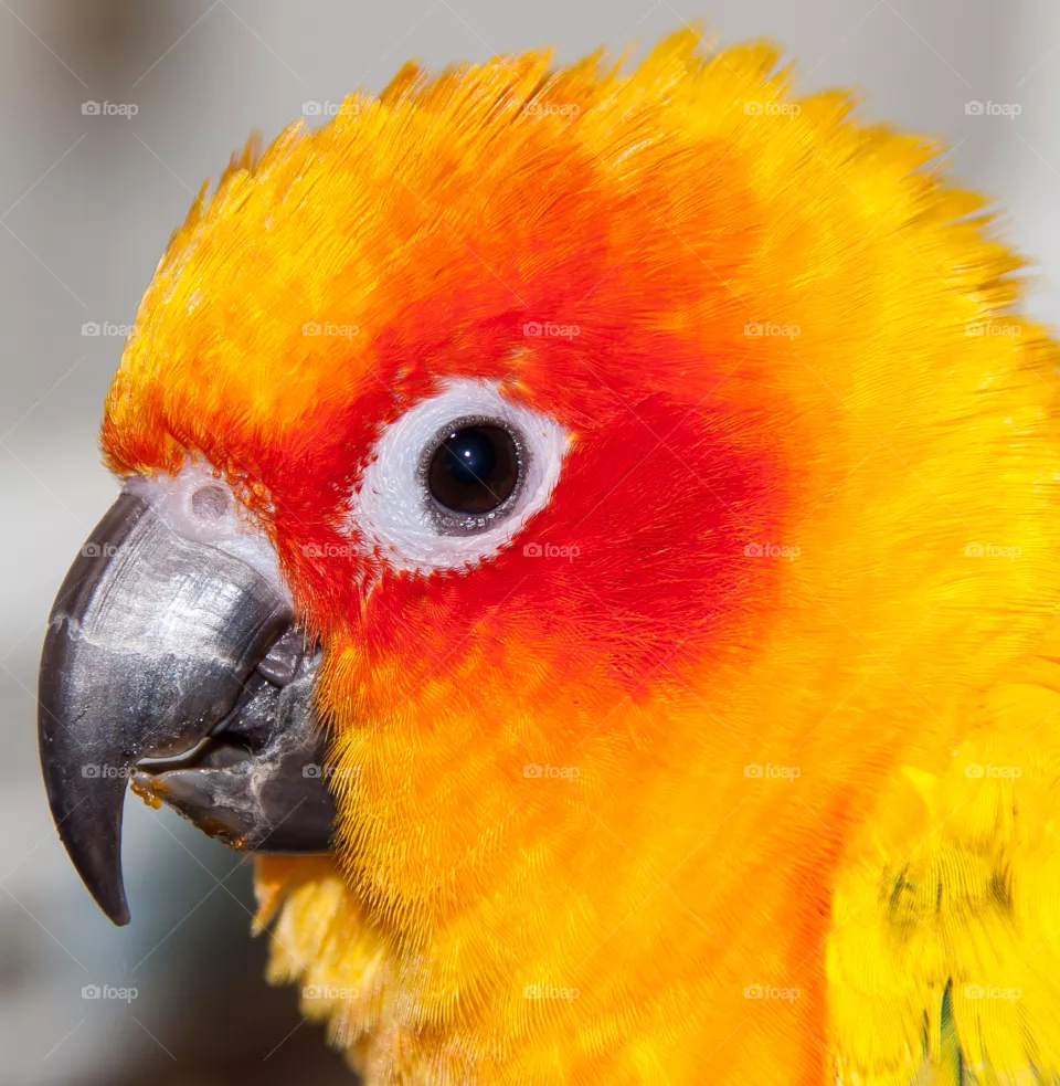 parrot