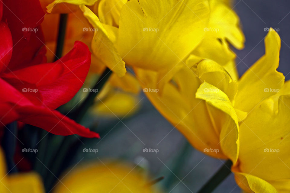 A vibrant composition of red and yellow flowers 