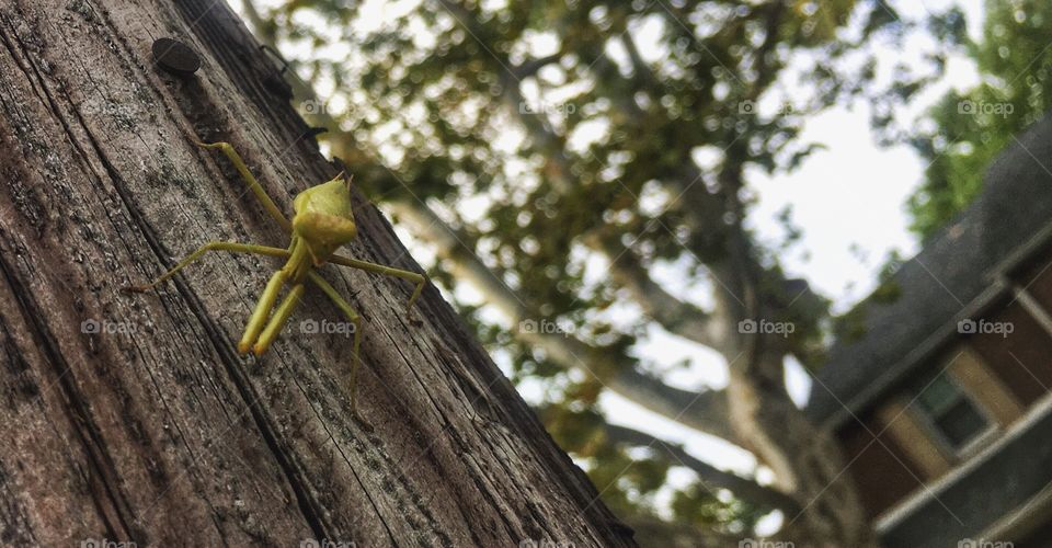 Praying mantis on a tree 