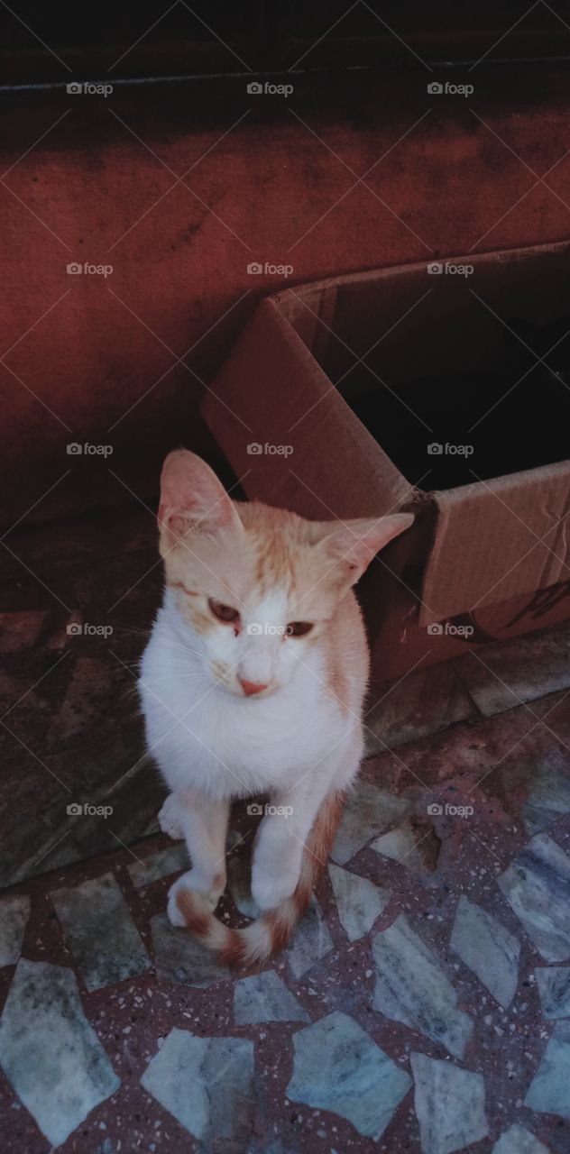 भारत के कैट