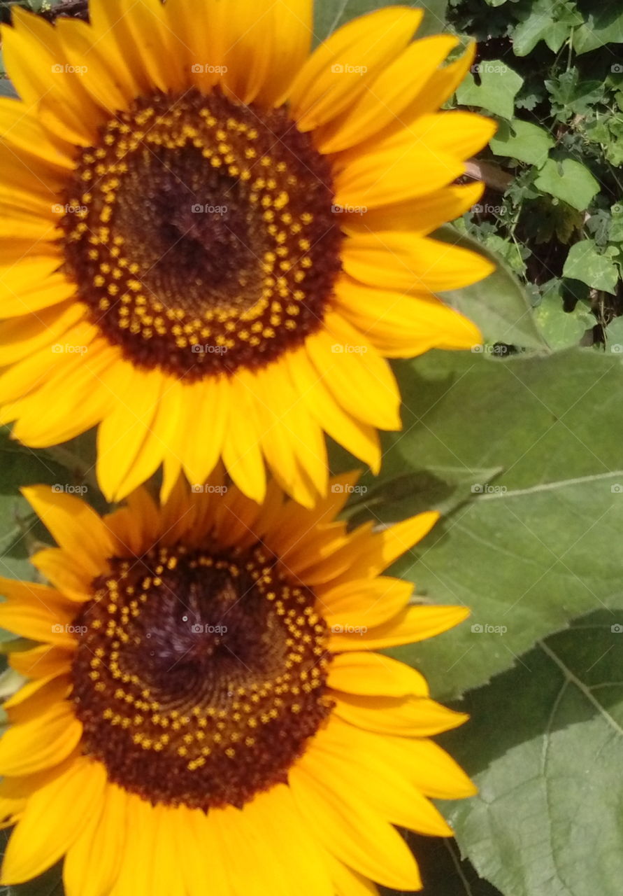 two sunflower