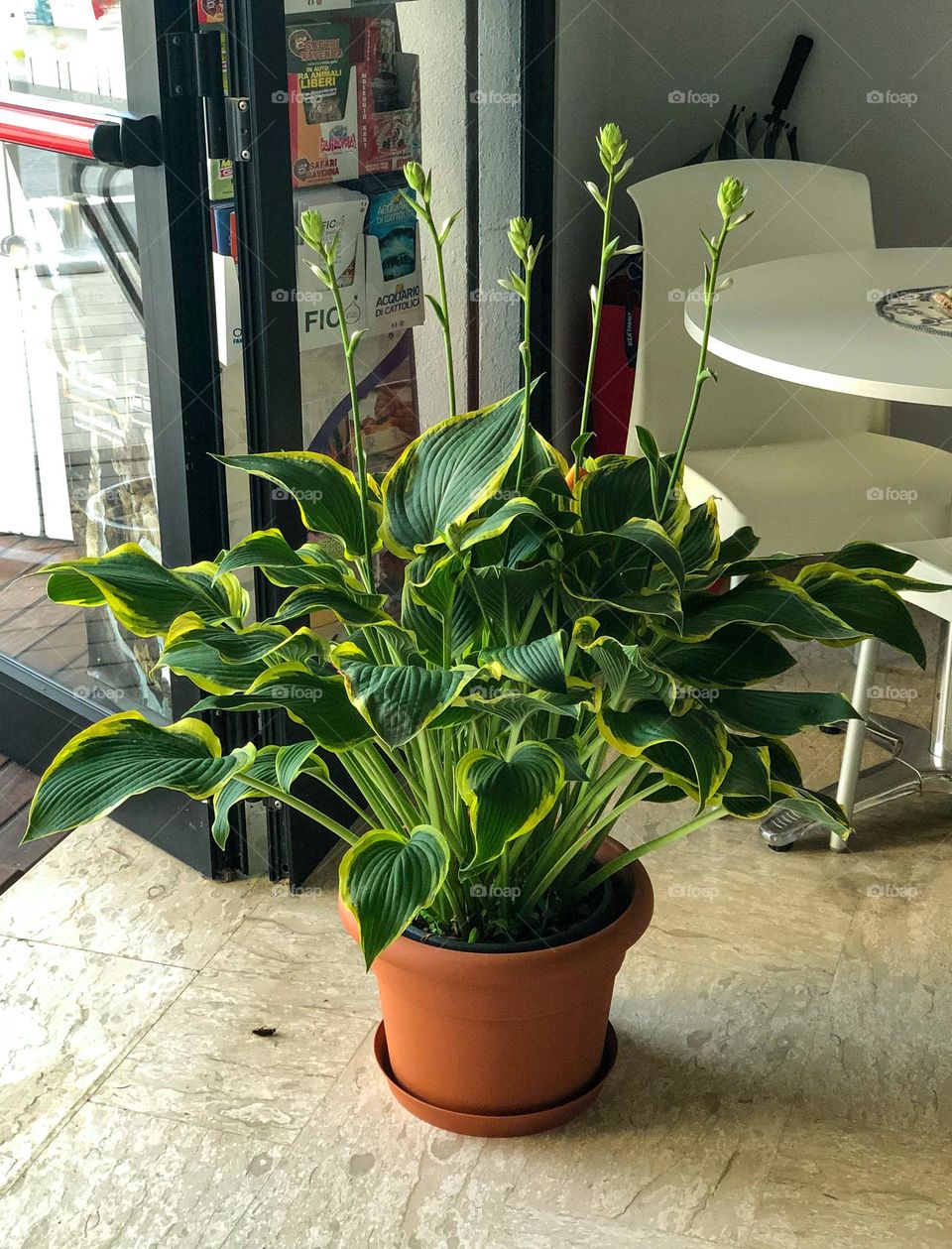 Large potted plant in a hotel in Rimini Italy