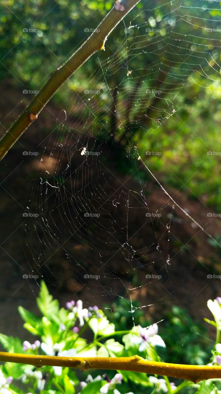 spiderweb, outside, full blur.