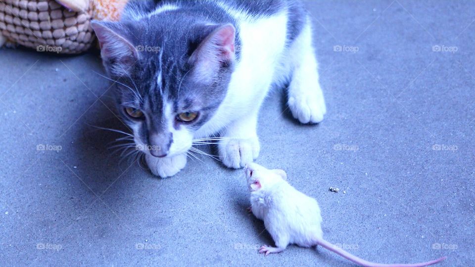 Mr. Gustav with mouse.