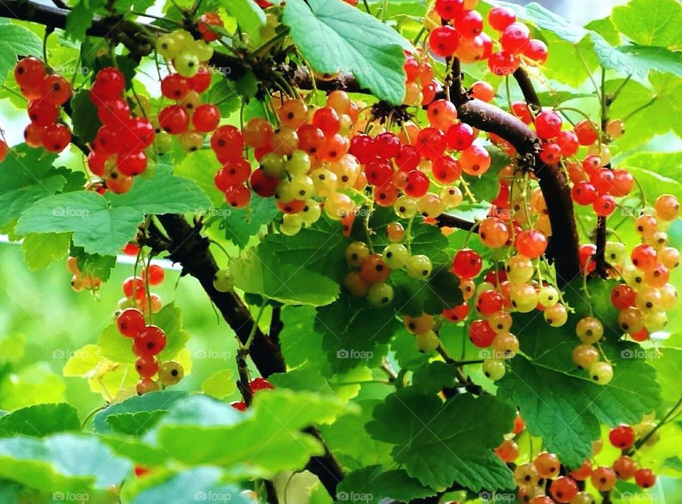 Red currants