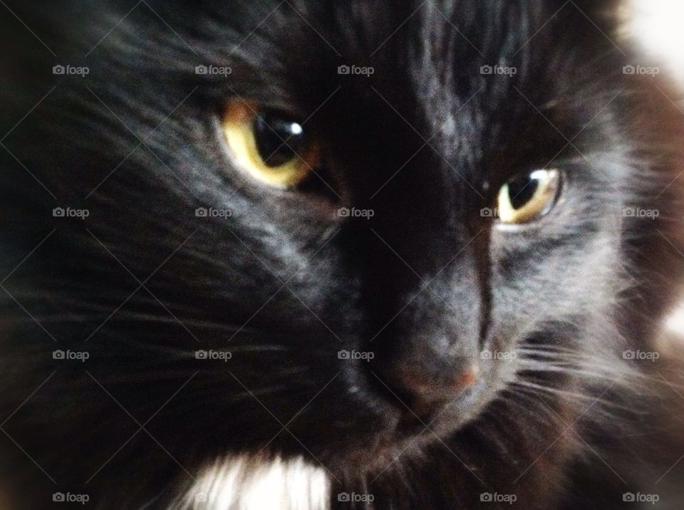 My lil black panther...