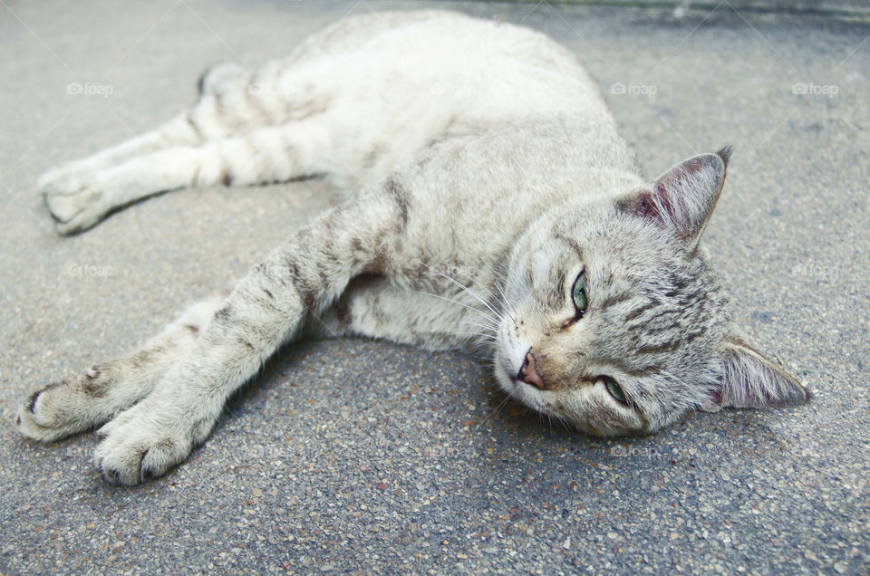 Cat lying on the ground.White striped cat lying on the ground.
