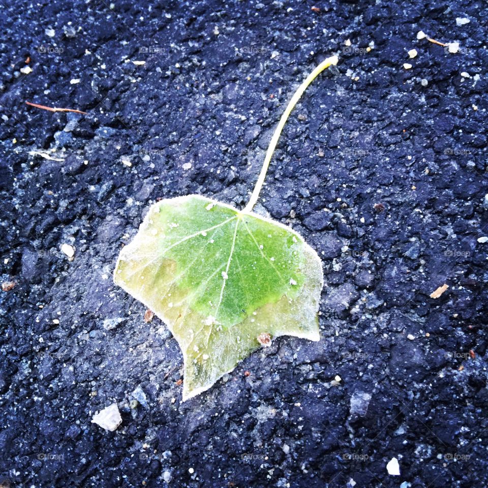 Frozen leaf