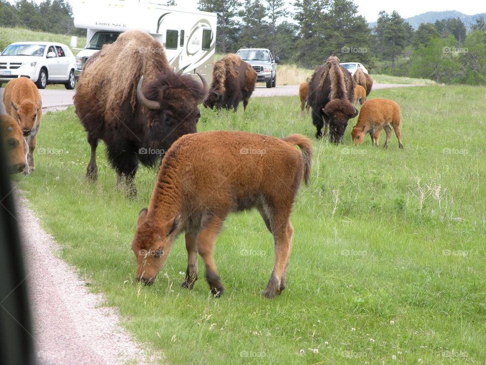 Traffic Jam