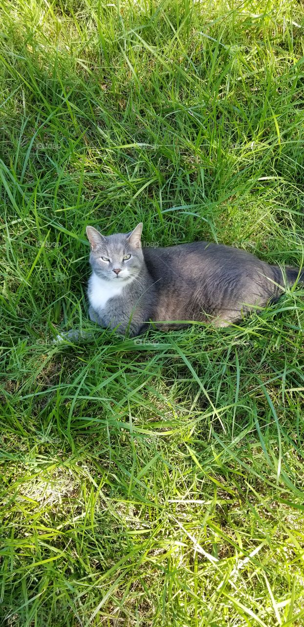grey cat relaxing in grass