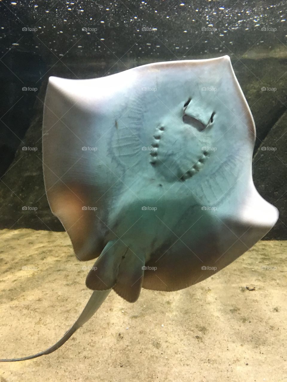 📸 FOAP MISSIONS - 🇺🇸 A stingray swimming calmly through the waters.  Doesn't it seem, on the move, to be smiling? / 🇧🇷 Uma arraia nadando tranquilamente pelas águas. Não parece, em movimento, estar sorrindo?