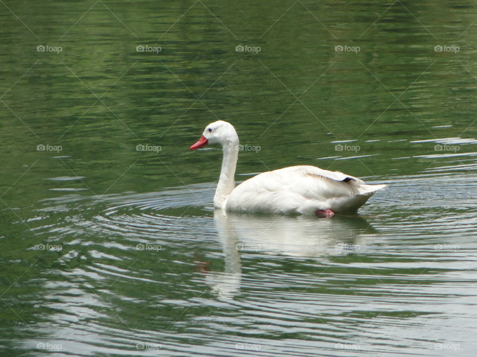 swan in pond