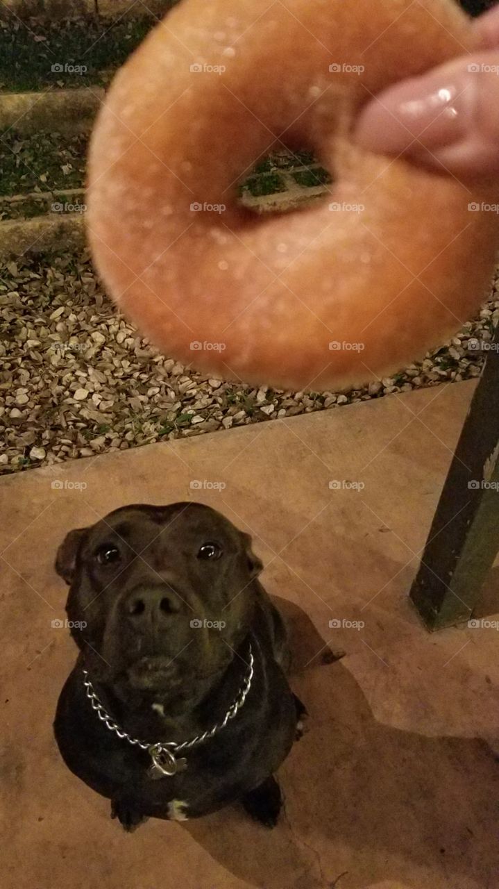 pitbull anxiously waiting for Krispy Kreme donut