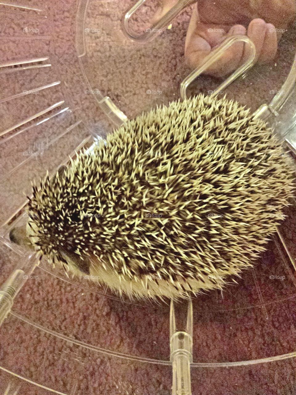hedgie excercise