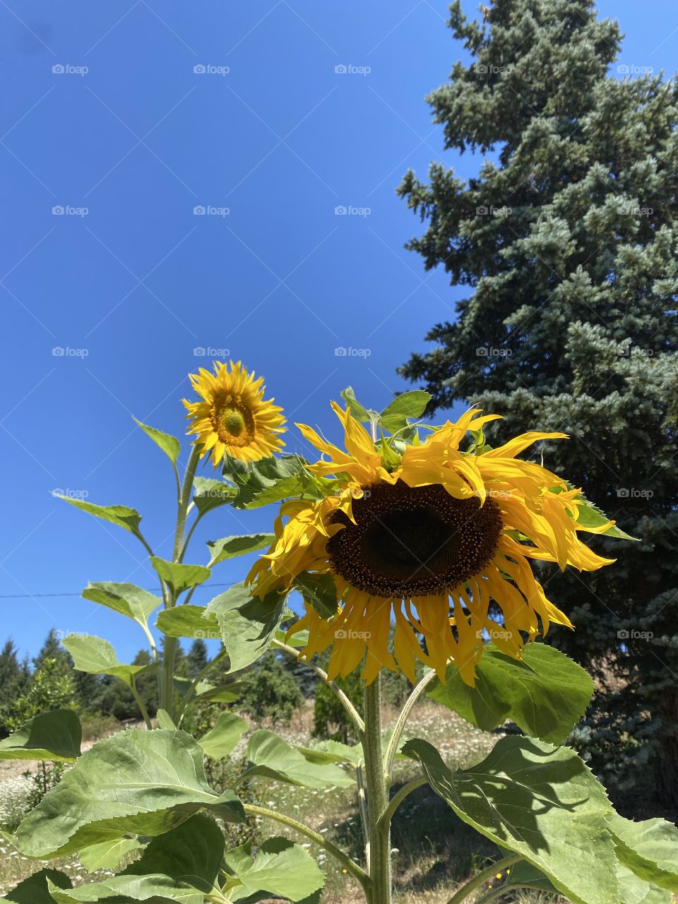 Sunflower power