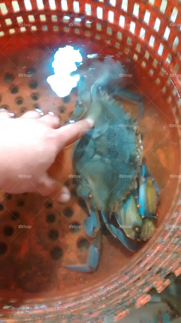 almost 8inch male soft crab