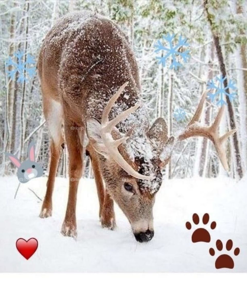 Winter🐾🐾🐾🐐