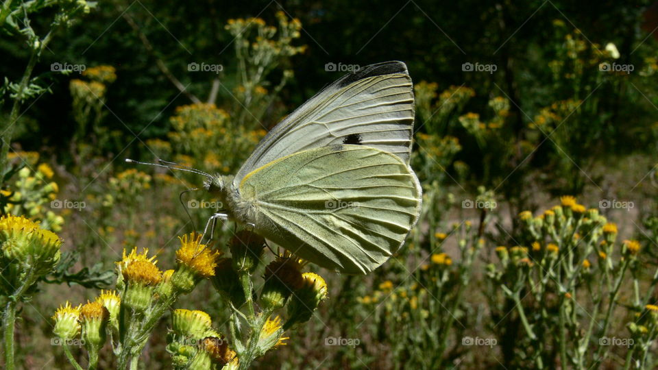 Schmetterling auf einer Blume