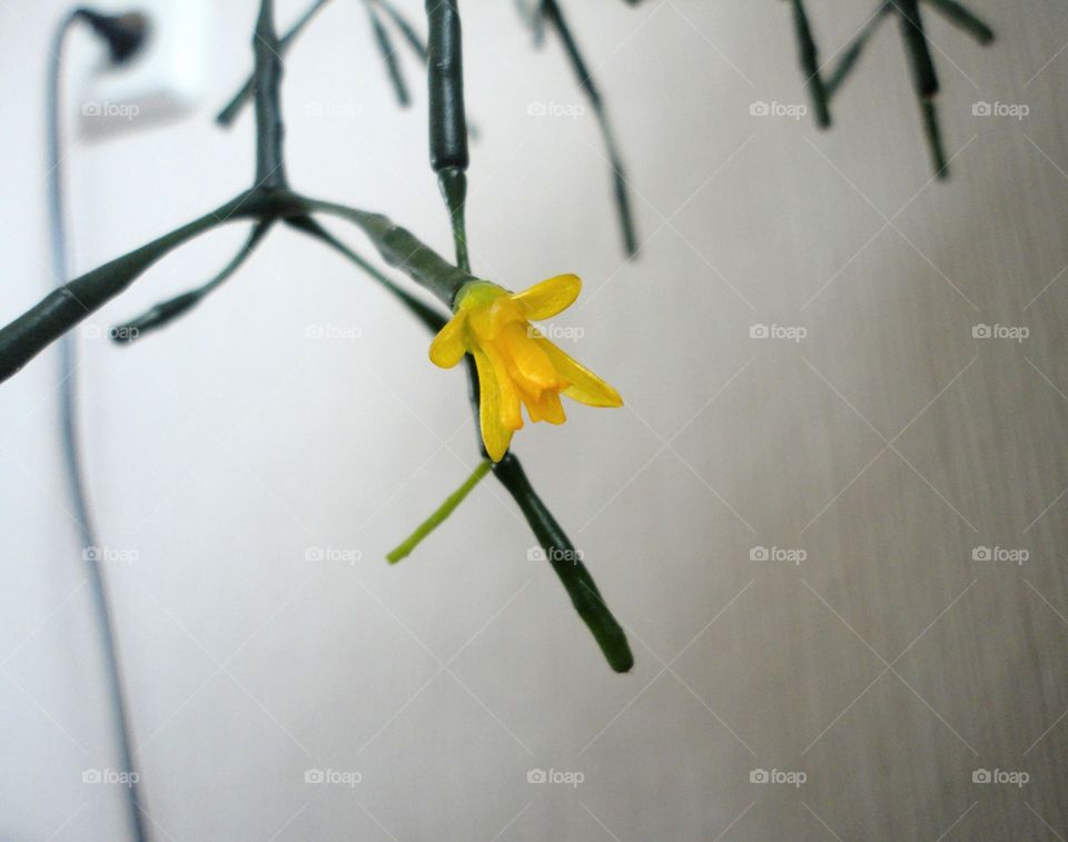 green house plant and small yellow flower in the pot wall background