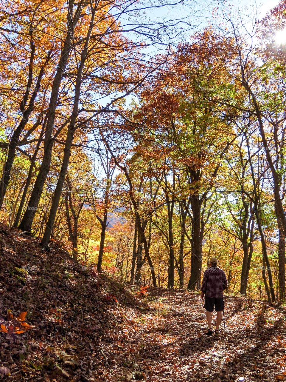 Autumn hike in the forests of the Shenandoah National Park