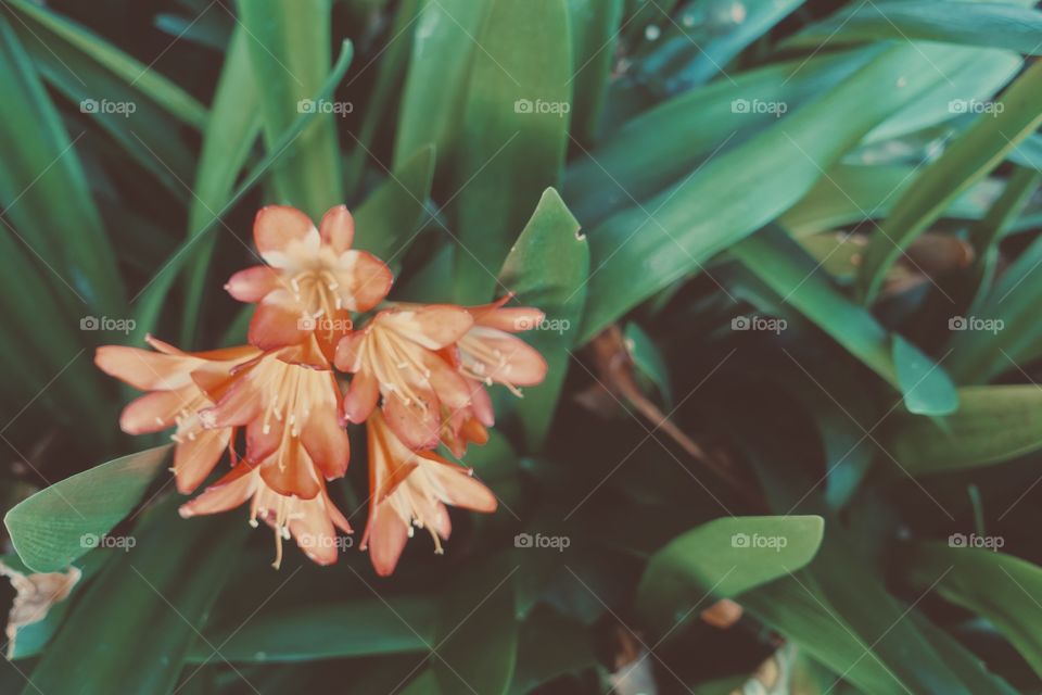 Orange bush lily called “Clivia miniata Belgian hybrid orange”.