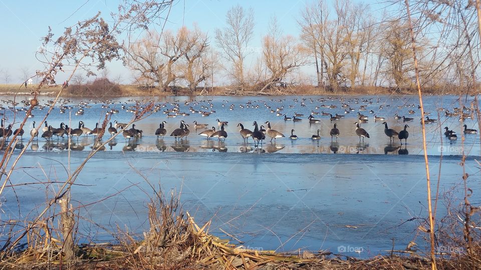 Winter, Water, Bird, Tree, Landscape