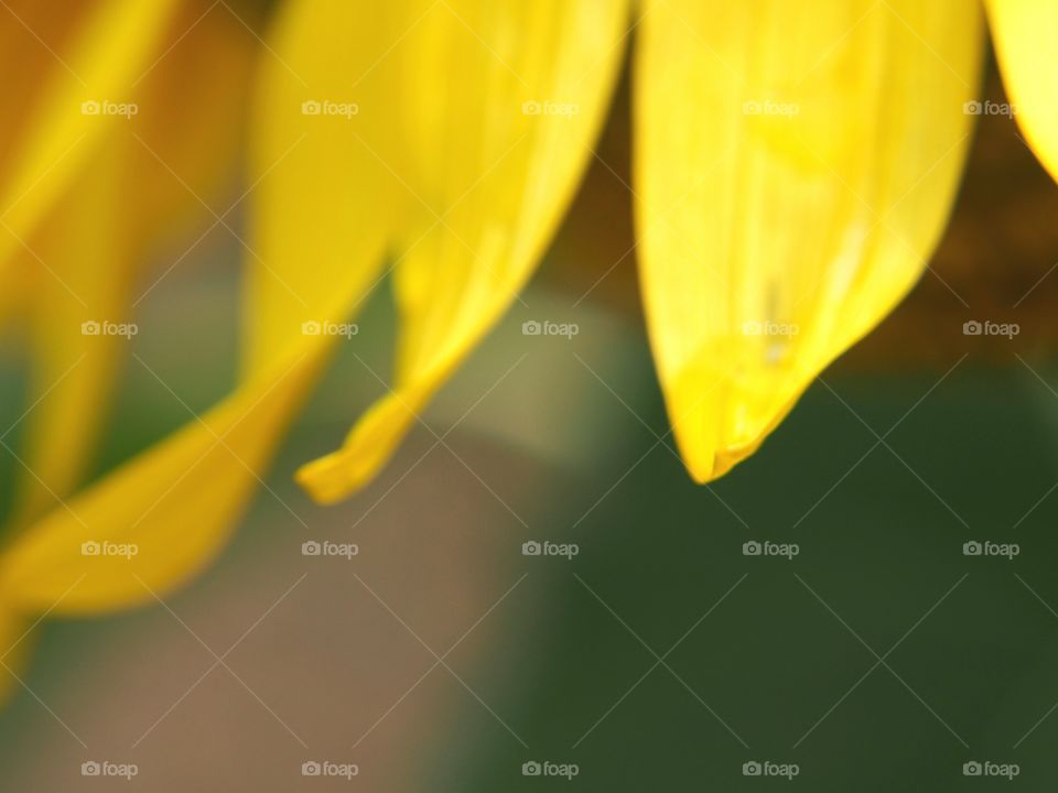 Close up of corolla flower