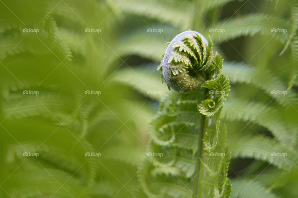 young fern leaf