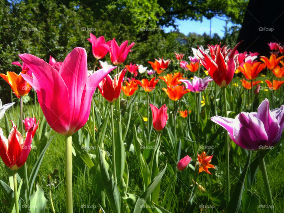 sweden spring flowers garden by dcarlbom