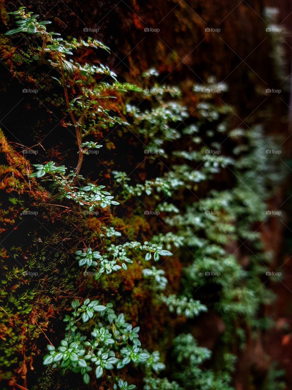 beauty from old wall