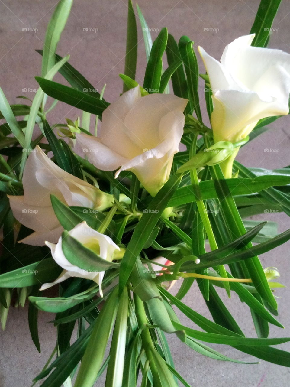 beautiful white flower object