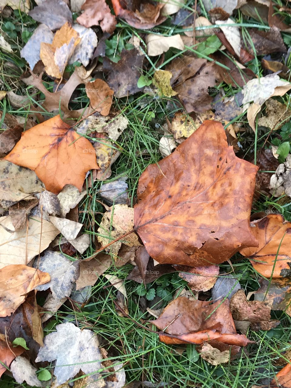Fallen Leaves